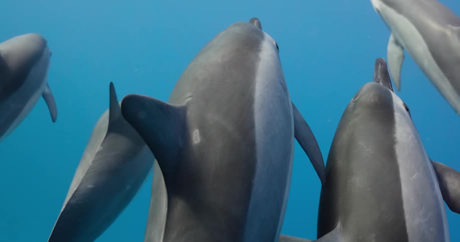A group of dolphins swimming