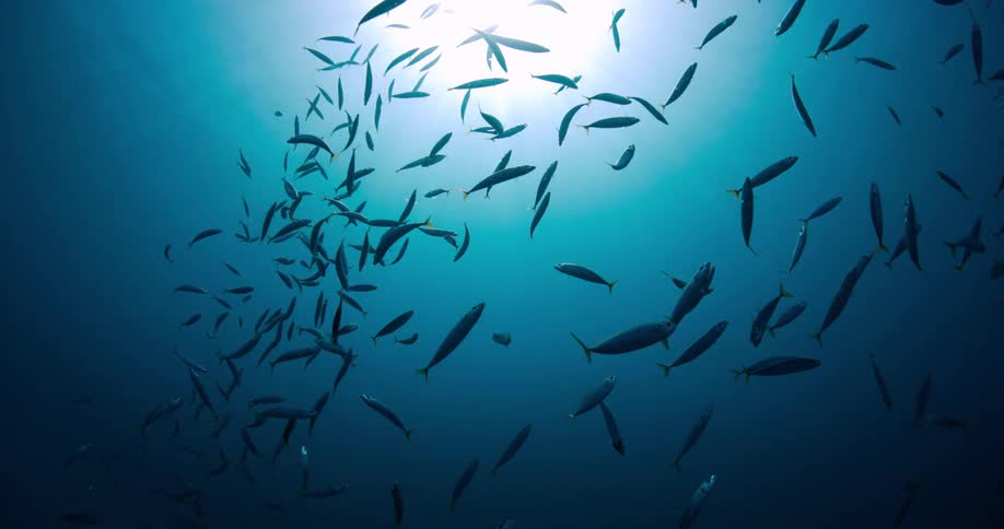 The school of fish move around underwater