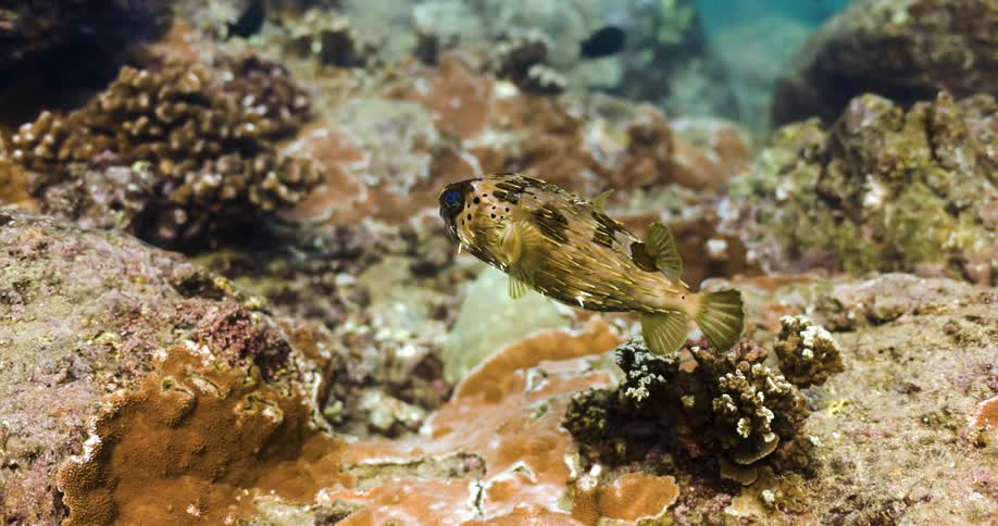 Fish swim around coral reef on the ocean floor
