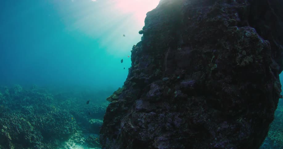 Fish swimming around a coral reef in the sea