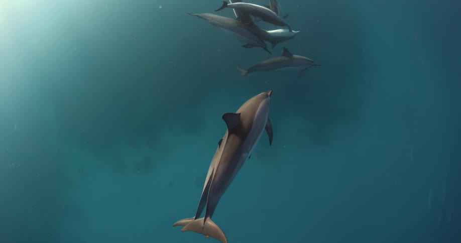 Dolphins swimming in the open ocean