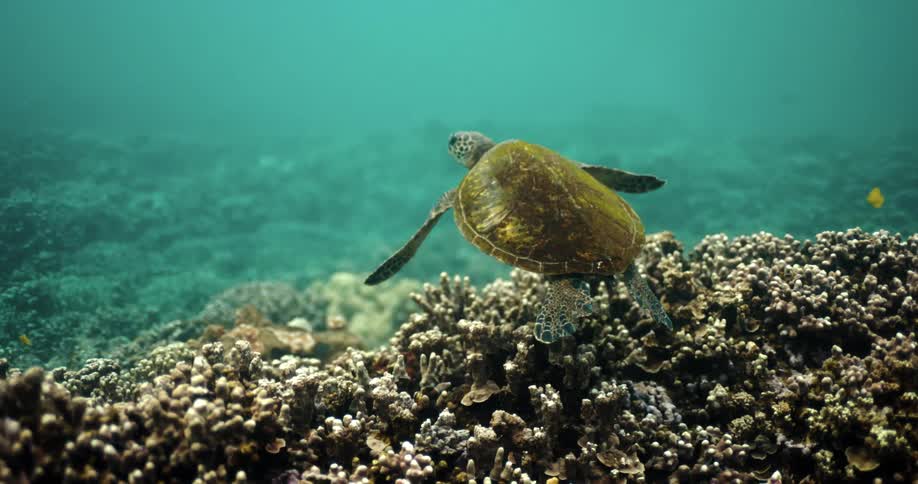 Turtle swims slowly over a coral reef