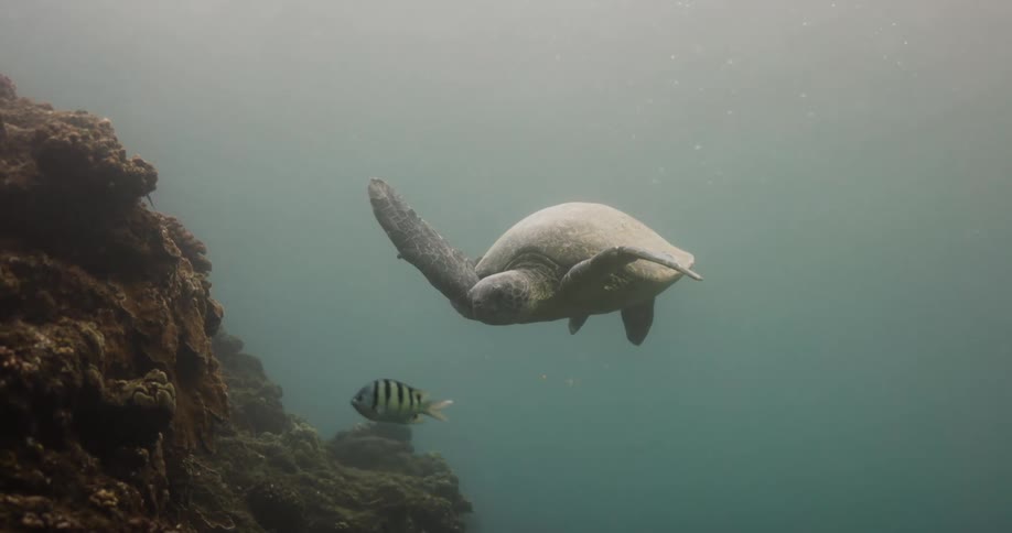 A turtle is swimming underwater above the seabed where a fish is swimming