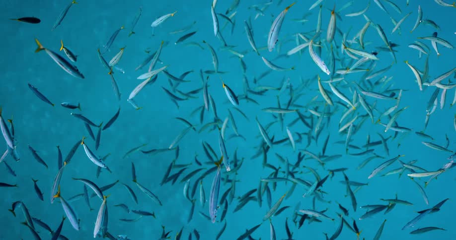 Fish floating and swimming in water