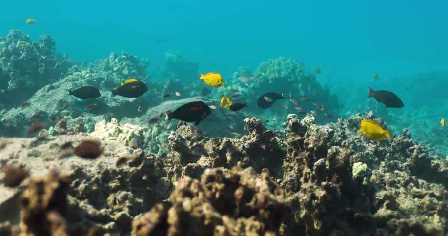 Fish swimming near a coral reef in the ocean