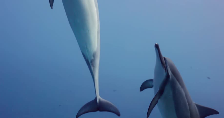 Underwater footage of a pod of dolphins swimming to the surface on the blue ocean waters