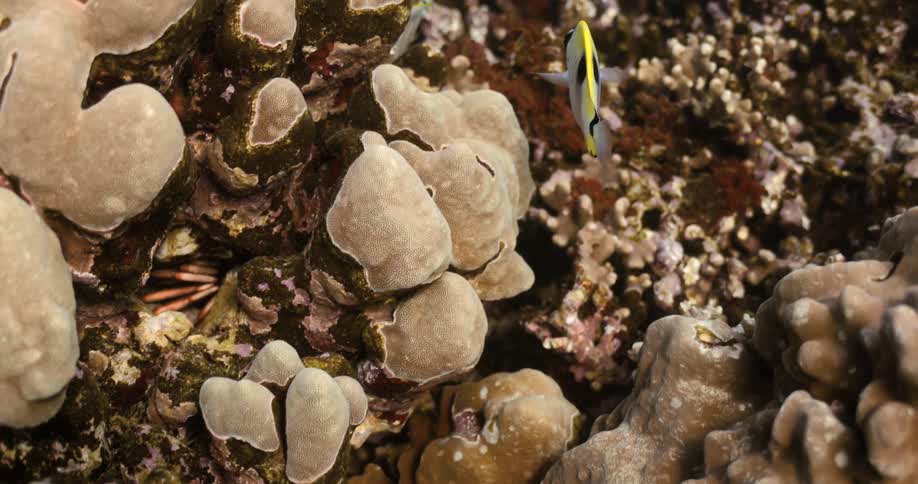 Fish swims in slow motion over coral
