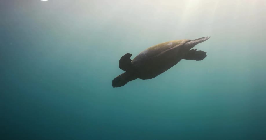 A sea turtle is floating in the water near the surface