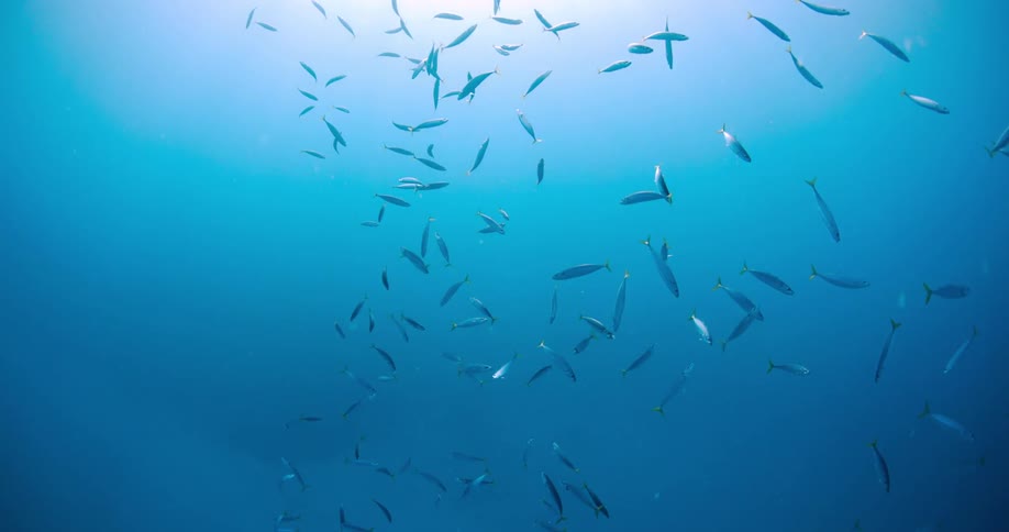School of thin silvery fish swim through blue water brightened by light from the surface