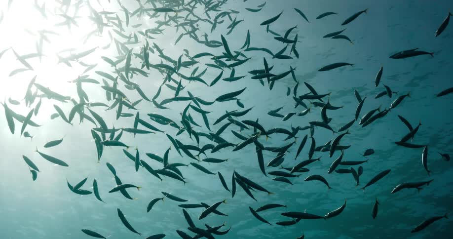A school of fish swimming in the open ocean