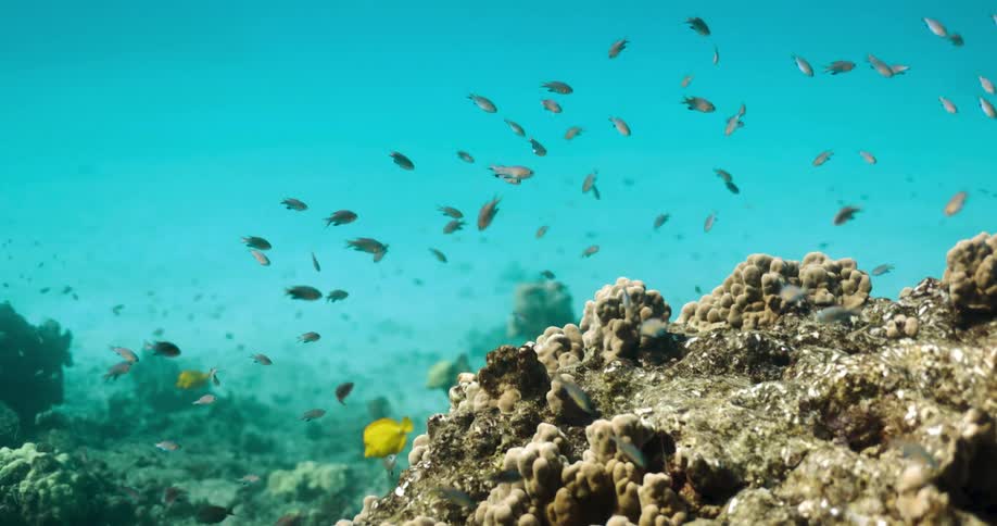 Fish swimming near coral and rock in the blue ocean