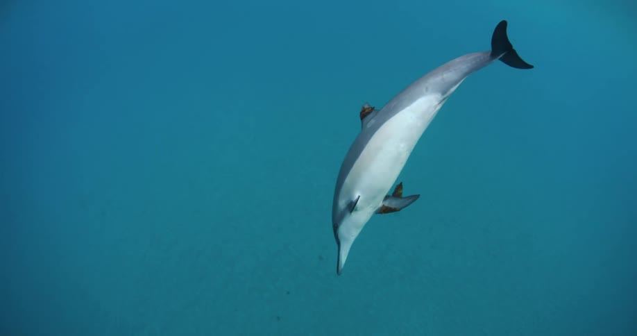 A dolphin swimming in open ocean water