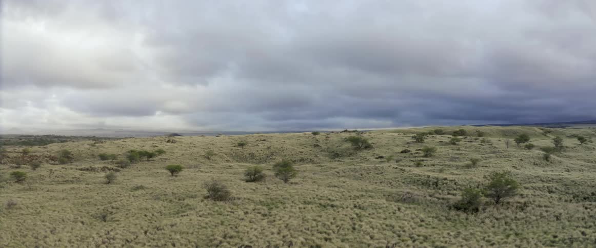 Trees and brush scattered on a desert landscape under a cloudy sky