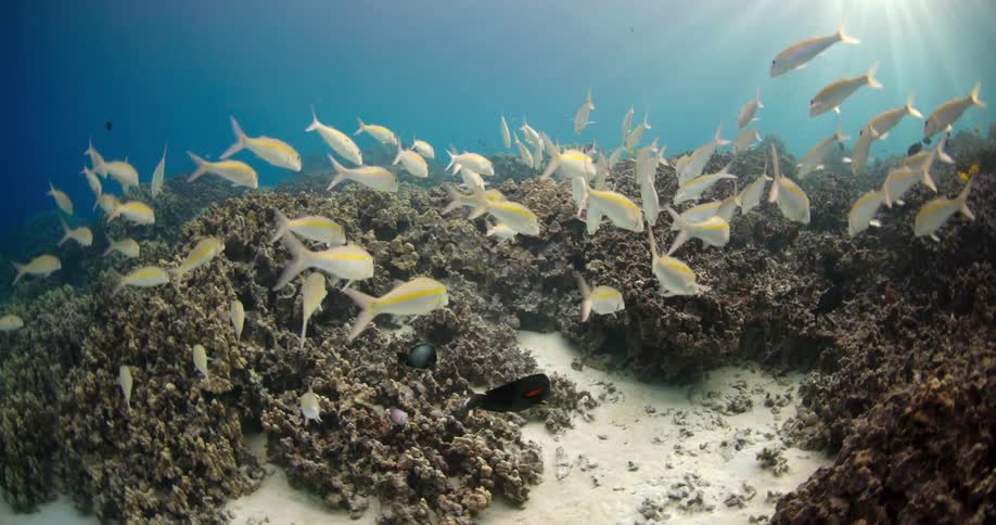 School of fish swim near sandy seafloor as sun shines from above onto reef