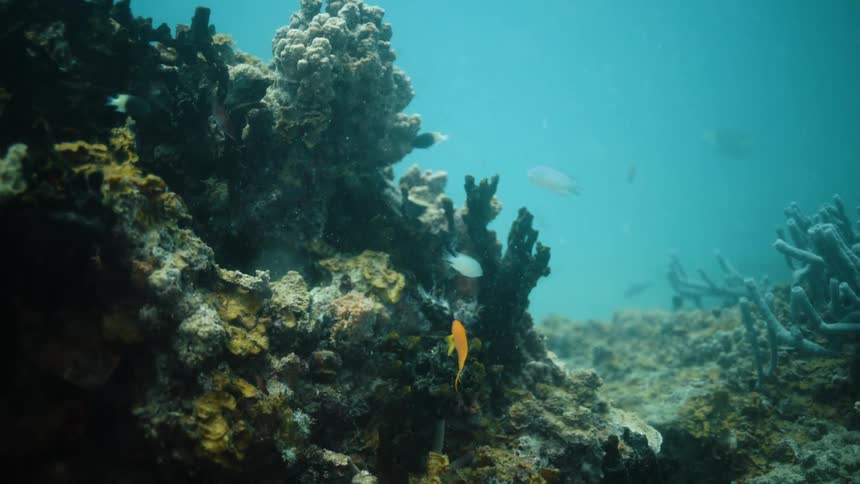 Tropical fish swim in the ocean water
