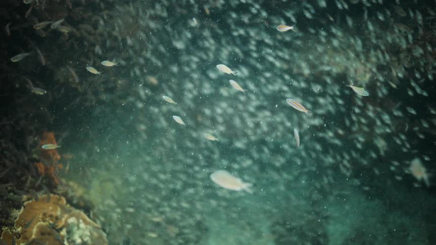 Underwater footage of small white fish swimming over a coral reef in the caribbean