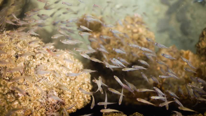 Larger striped fish swim over school of smaller fish near reef
