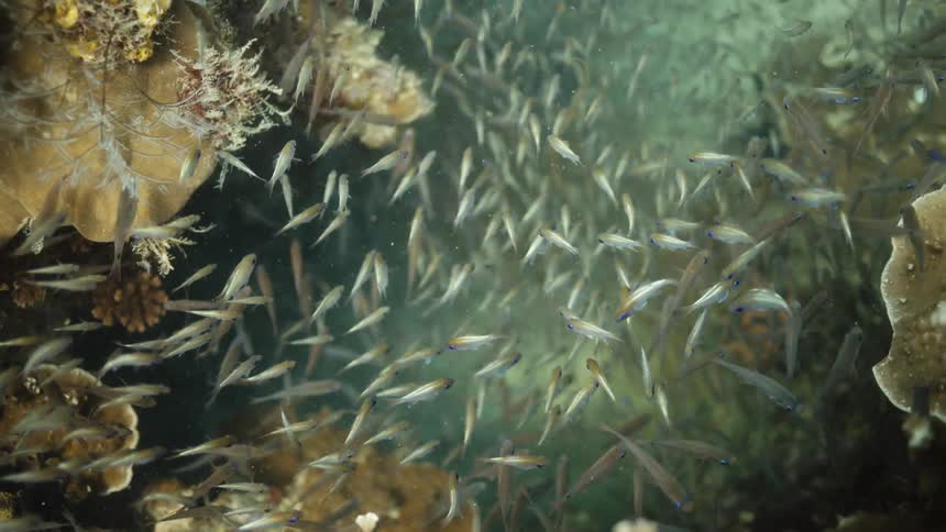 A coral reef is teeming with countless small fish as a large brightly colored fish passes overhead