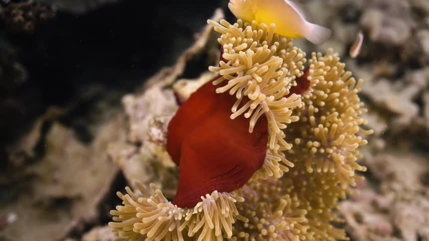 Fish swims through tendrils of anemone near coral reef