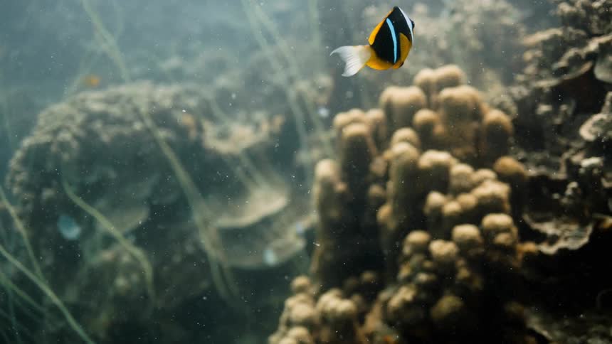 Fishes swimming at the bottom of the ocean next to coral reefs