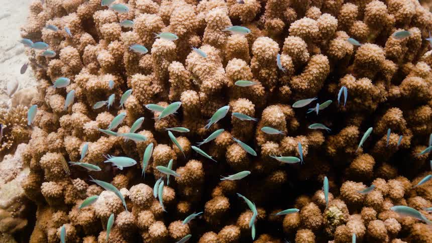 Underwater footage of small fishes swimming over a coral reef in the caribbean