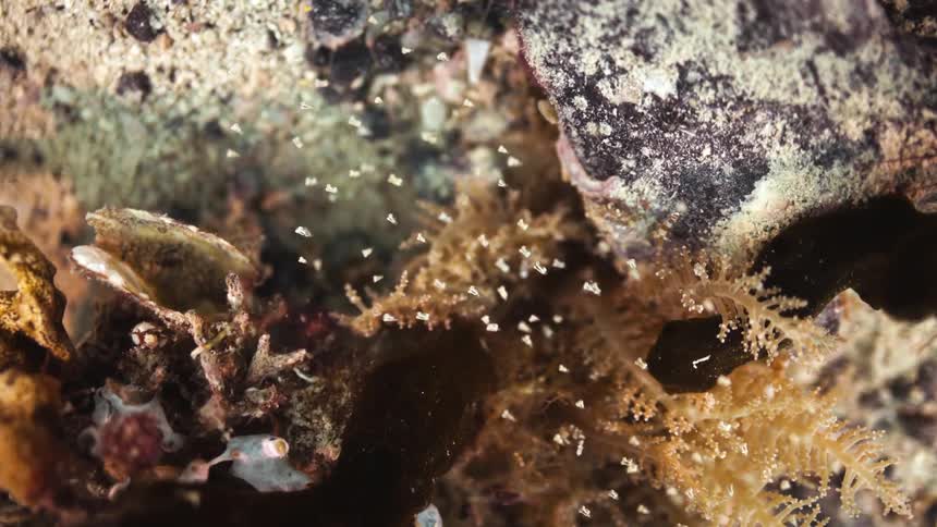 A school of very tiny fish is swimming in the plants of a coral reef