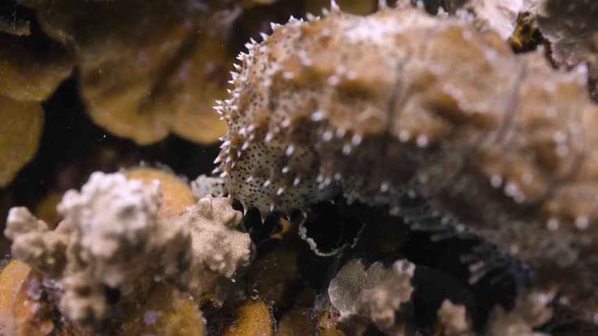 A sea creature floats at the bottom of the water