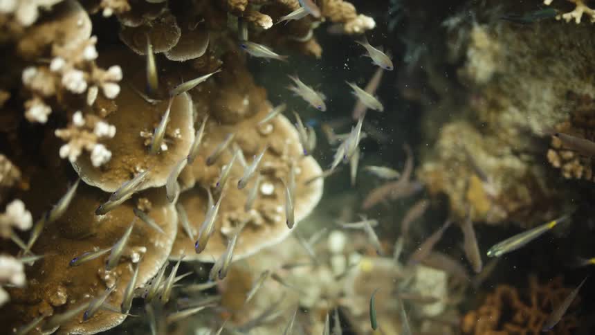 A school of small fish swim past rocks and coral