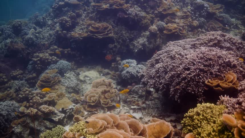 Fish swim through murky water near coral reef