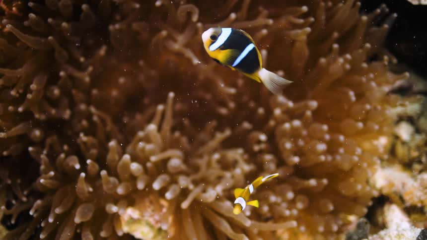 Two striped fish swimming near a coral reef in the ocean