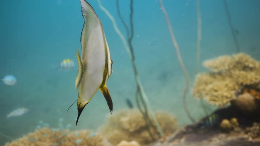 A brightly colored tropical fish swims near a vibrant coral reef