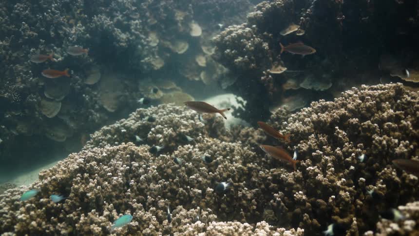 Fish swimming around coral reef in the ocean
