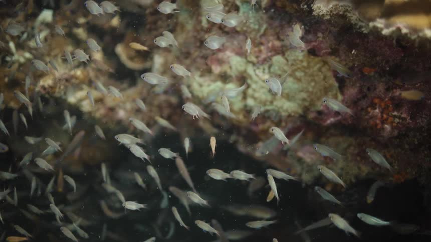 Large school of small fish swim in darkness near coral reef