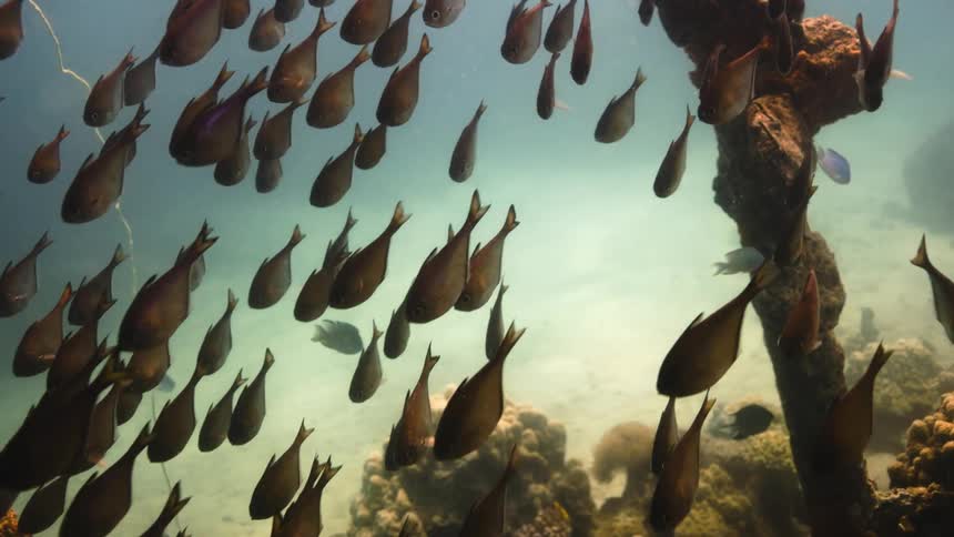 Camera zooms and tracks a large school of fish swimming underwater