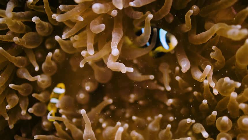 Clownfish swims around an anemone