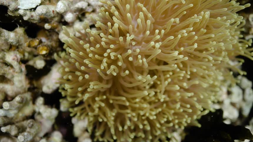 Yellow anemone growing over a coral reef in the ocean