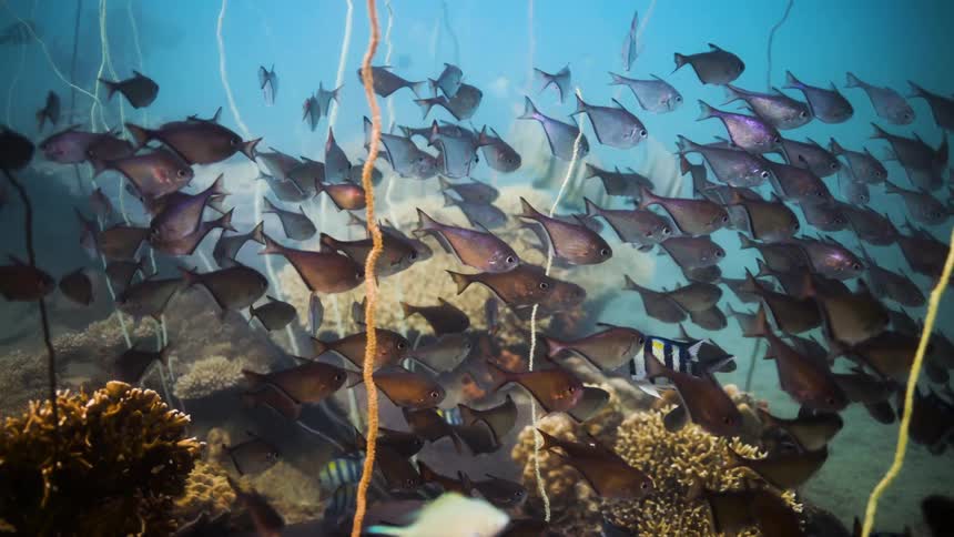Fish swimming over a coral reef in the ocean