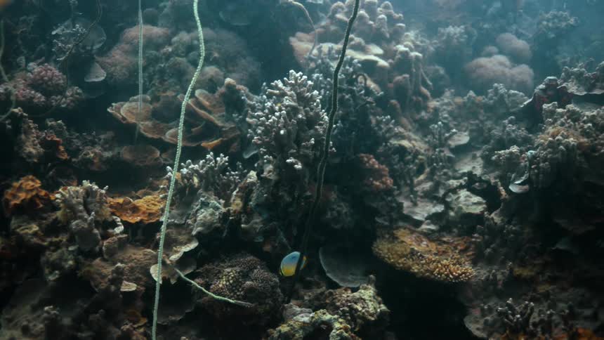 The water is murky and full of coral