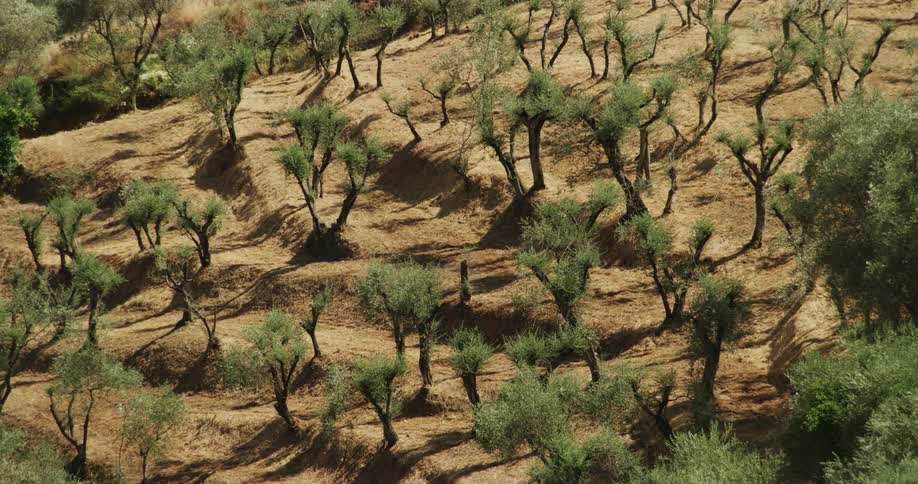 Small trees are on the hills