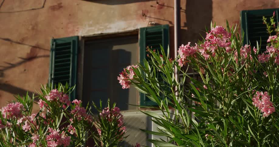 Shrubs with flowers growing next to a house with window shutters