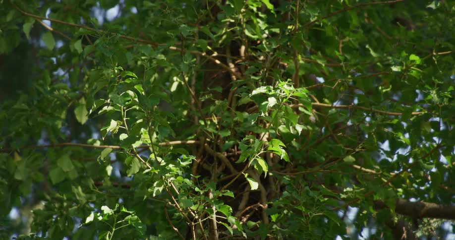 Sunlight shines upon the leaves of a tree