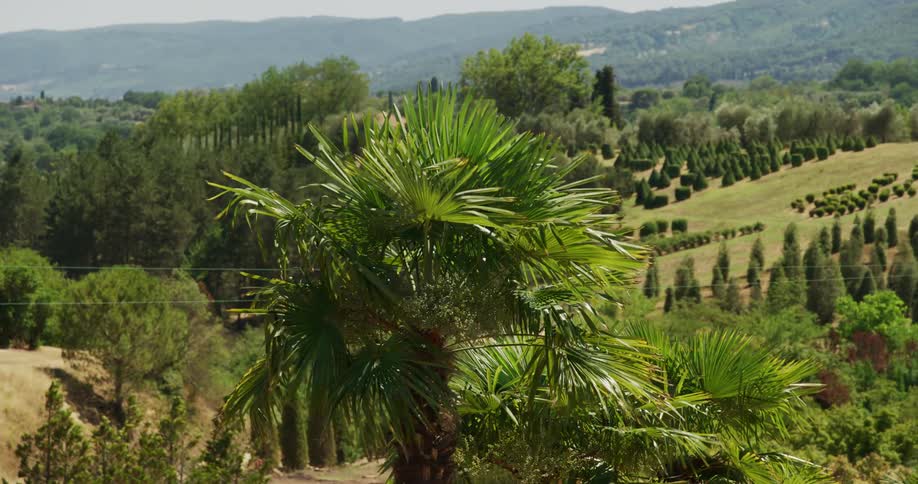 Plants and trees move in the breeze with bushes on the hill and mountains in the distance
