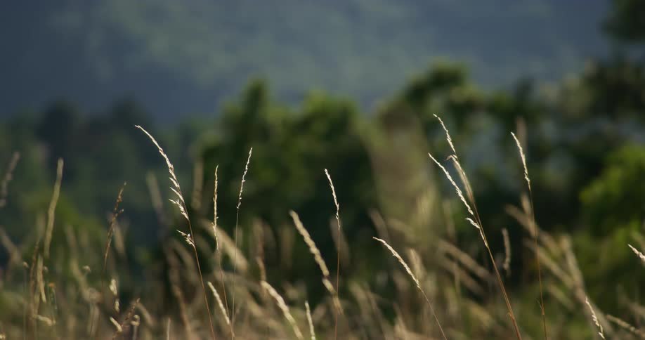 Sunlight shines on tall plants and weeds as they move in the breeze