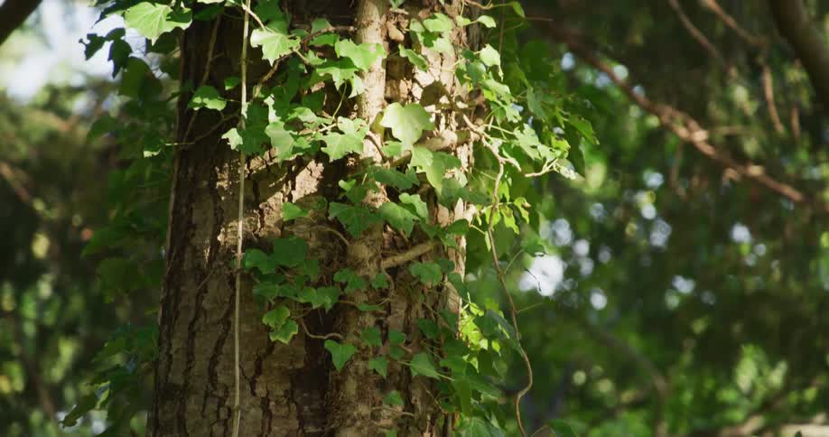 Close up of green vines growing on the bark of a tree in the forest at daytime