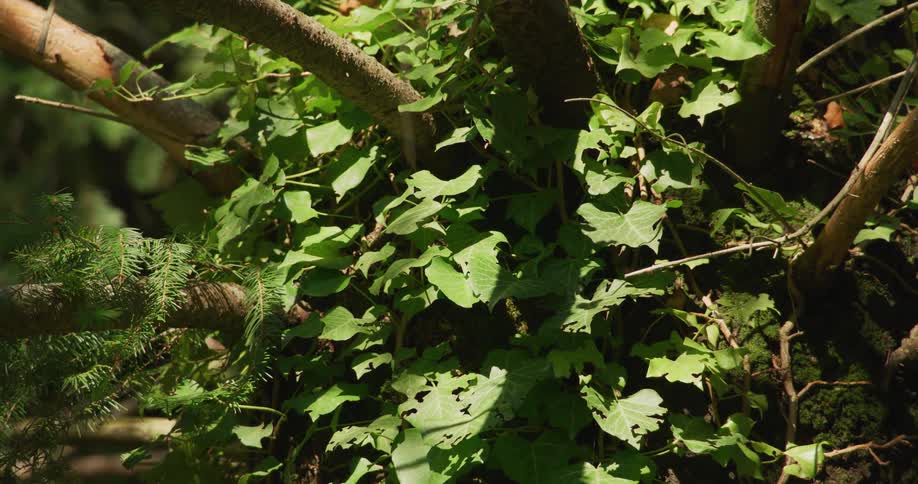 Insects fly through leaves on a dense tree
