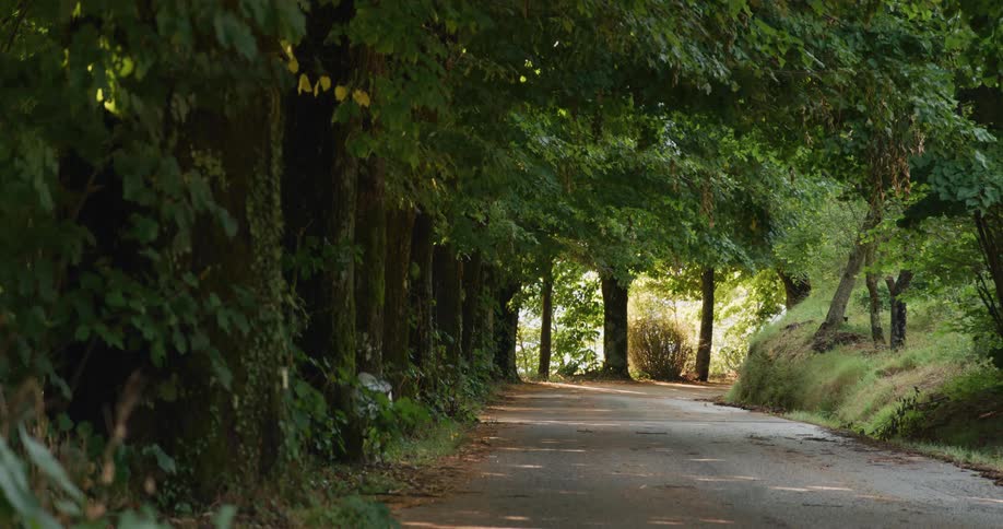 Sunlight pokes through the trees on a quiet road through the woods