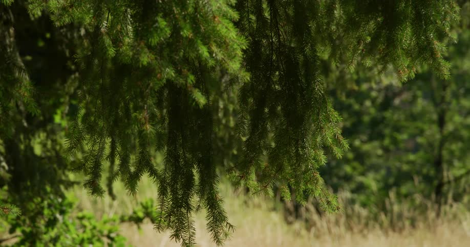 Long tree branches sway in the wind