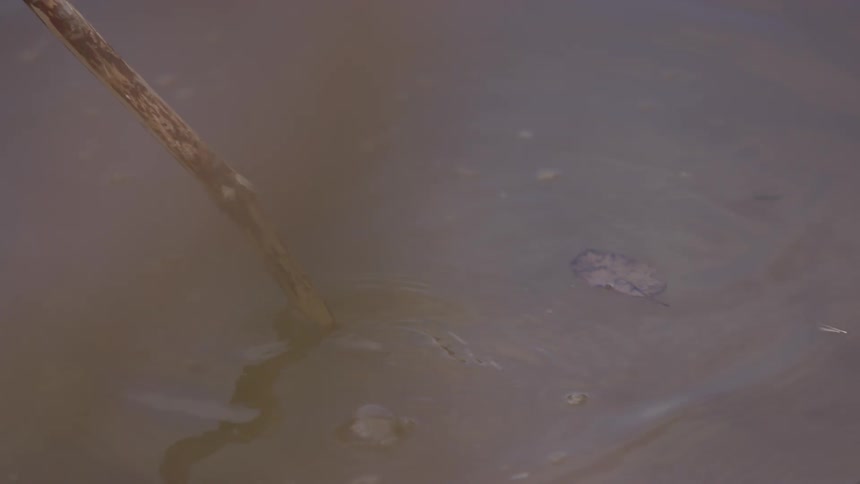 Someone is moving stagnant water with a stick