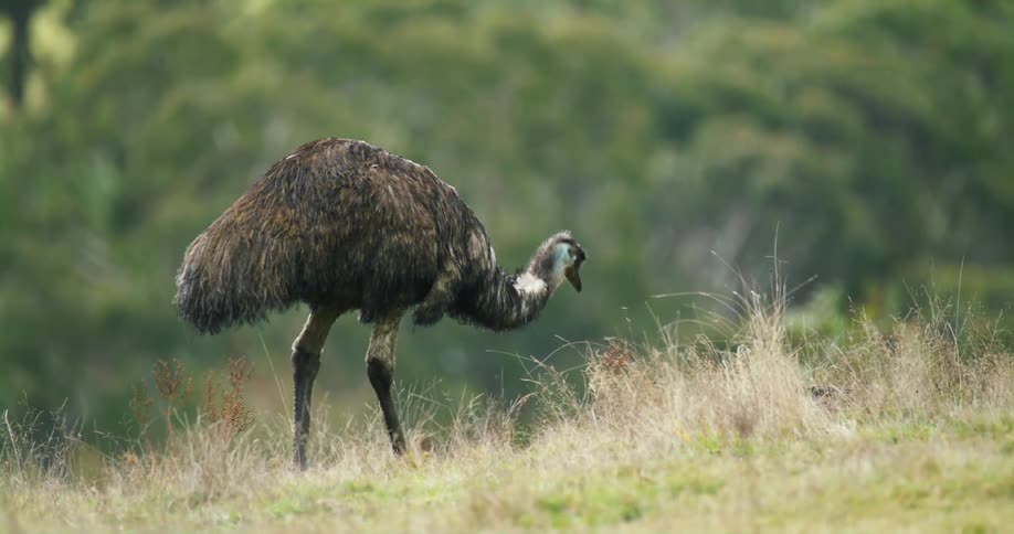 A wild bird grazing in a field