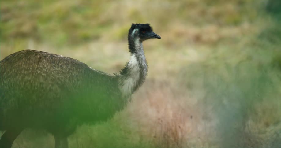 An emu is walking across a grass covered field